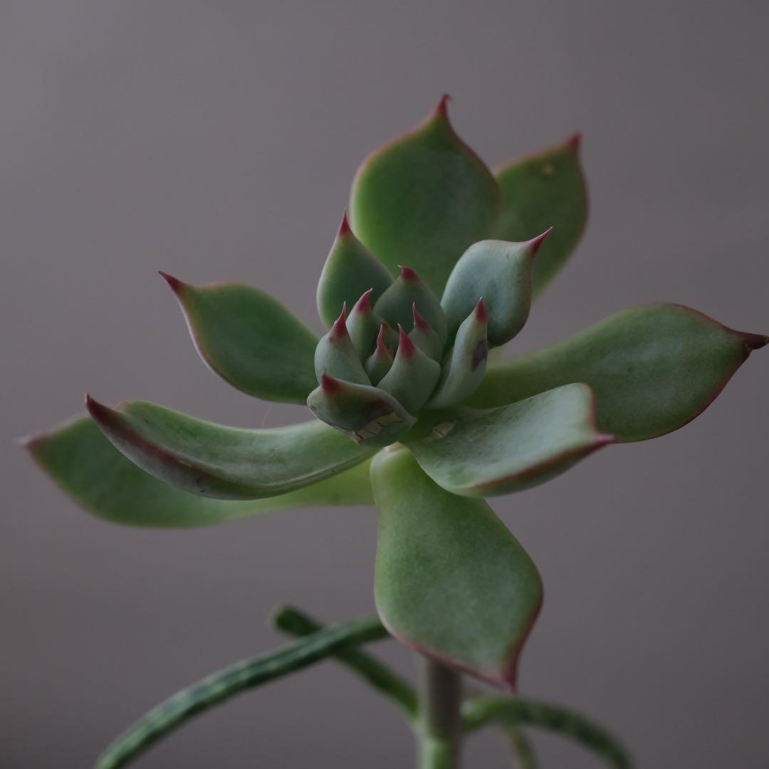 レンズ(単焦点) xf30mm F2.8R LM WR Macro