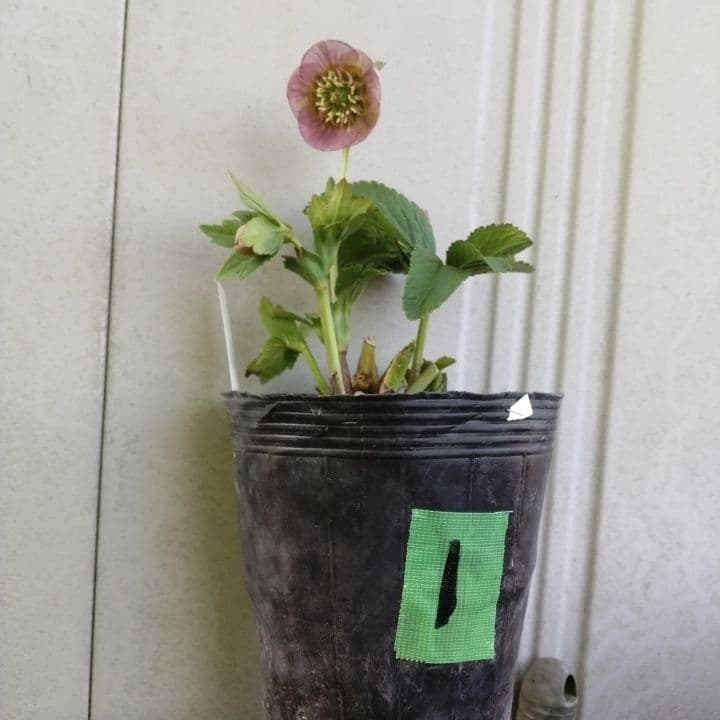 クリスマスローズセミダブル 加藤農園。開花株。登録品種。NO1