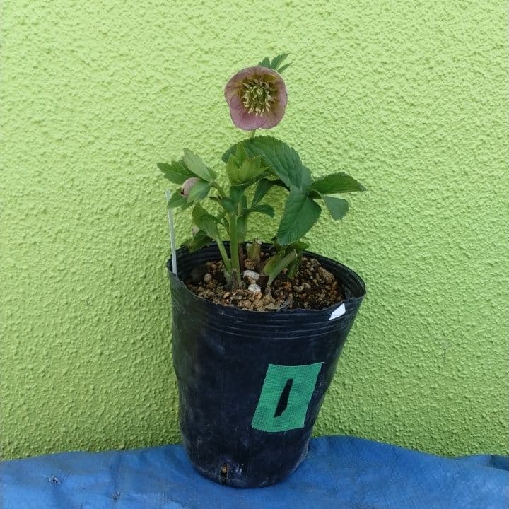 クリスマスローズセミダブル 加藤農園。開花株。登録品種。NO1