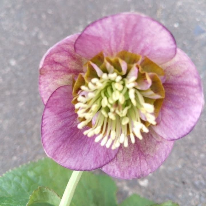 クリスマスローズセミダブル 加藤農園。開花株。登録品種。NO1