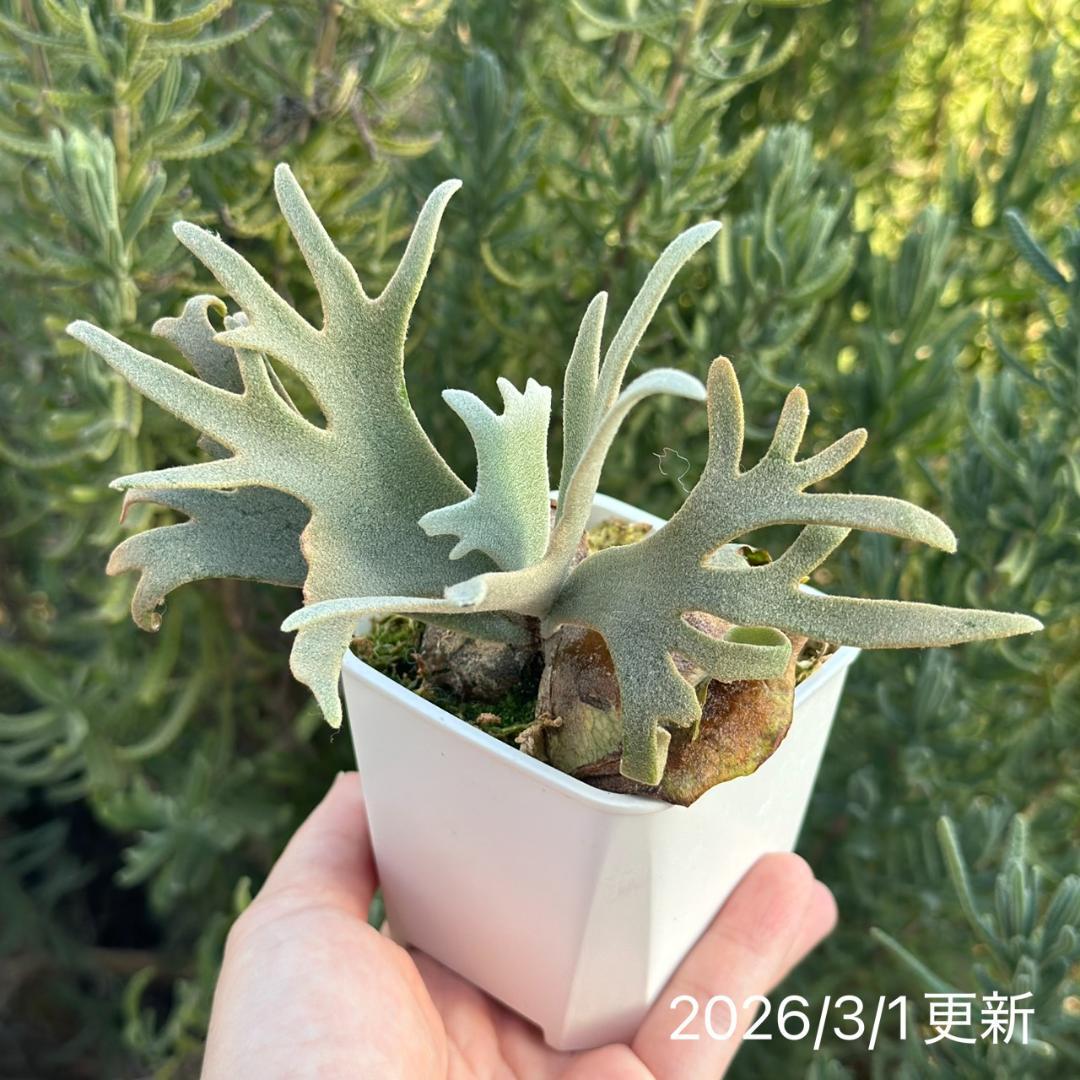 Yellow moon dwarf ’totoro’ sporeling 512