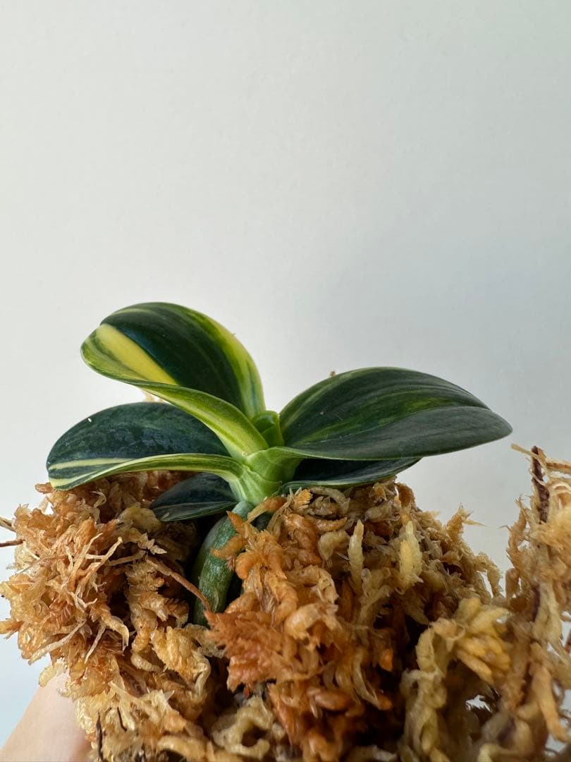 【 名護蘭 】明丸縞　358