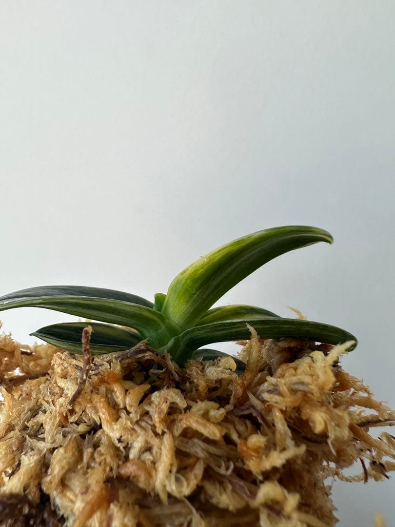 【 名護蘭 】明丸縞　358