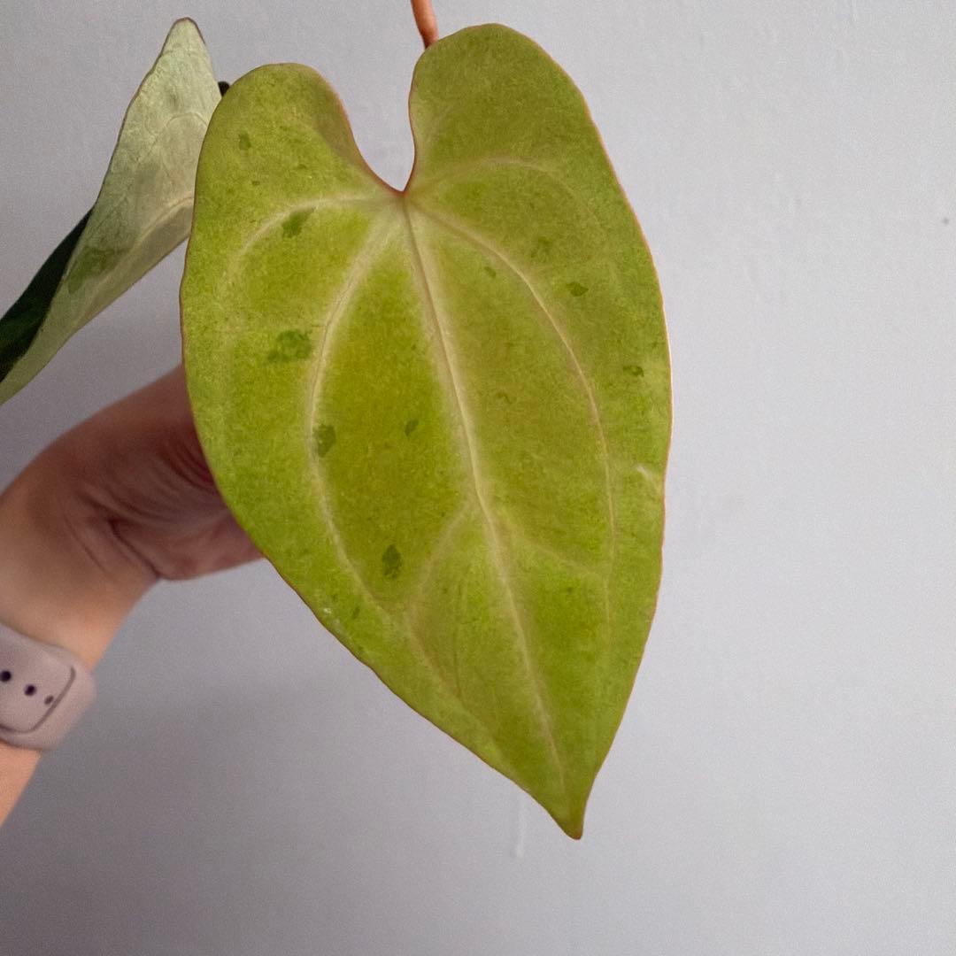 Anthurium ‘Mint King’ アンスリウムミントキング