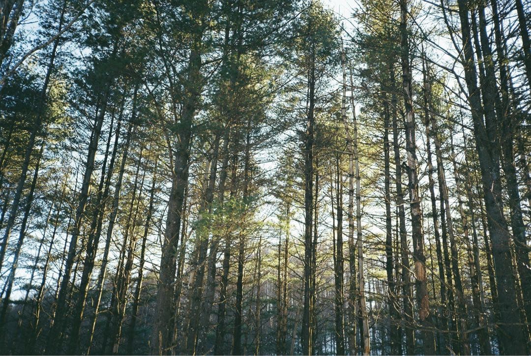 【撮影済み】OLYMPUS XA2 A11付きコンパクトフィルムカメラ