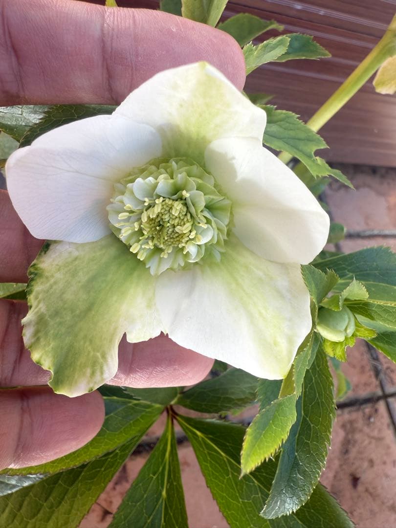 【未株分】若泉ファーム クリスマスローズ セミダブル