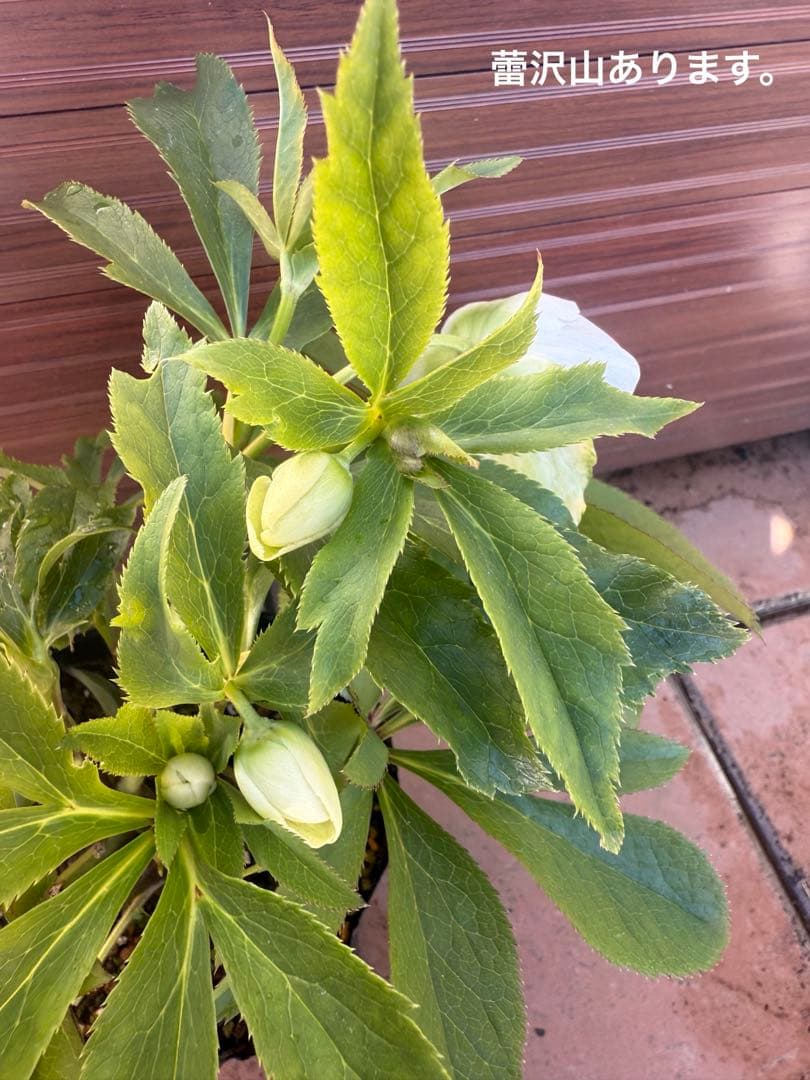 【未株分】若泉ファーム クリスマスローズ セミダブル