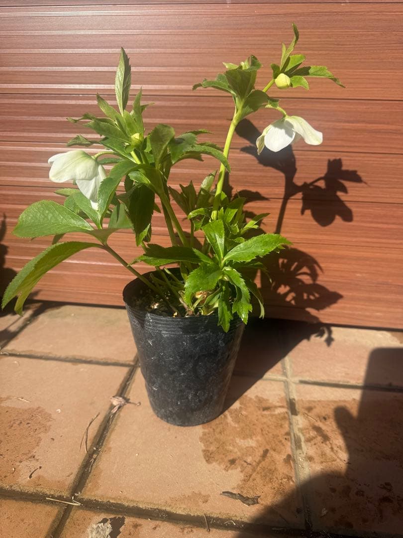 【未株分】若泉ファーム クリスマスローズ セミダブル