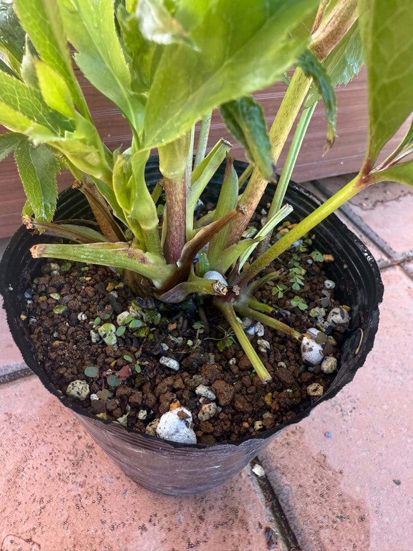 【未株分】若泉ファーム クリスマスローズ セミダブル