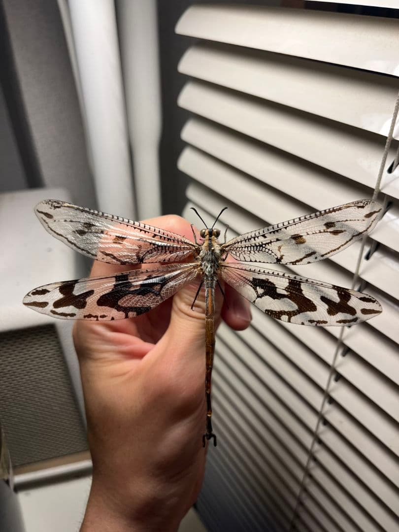 【蜻蛉最大種】Palpares sp.アミメカゲロウウスバカゲロウトンボゼミセミ