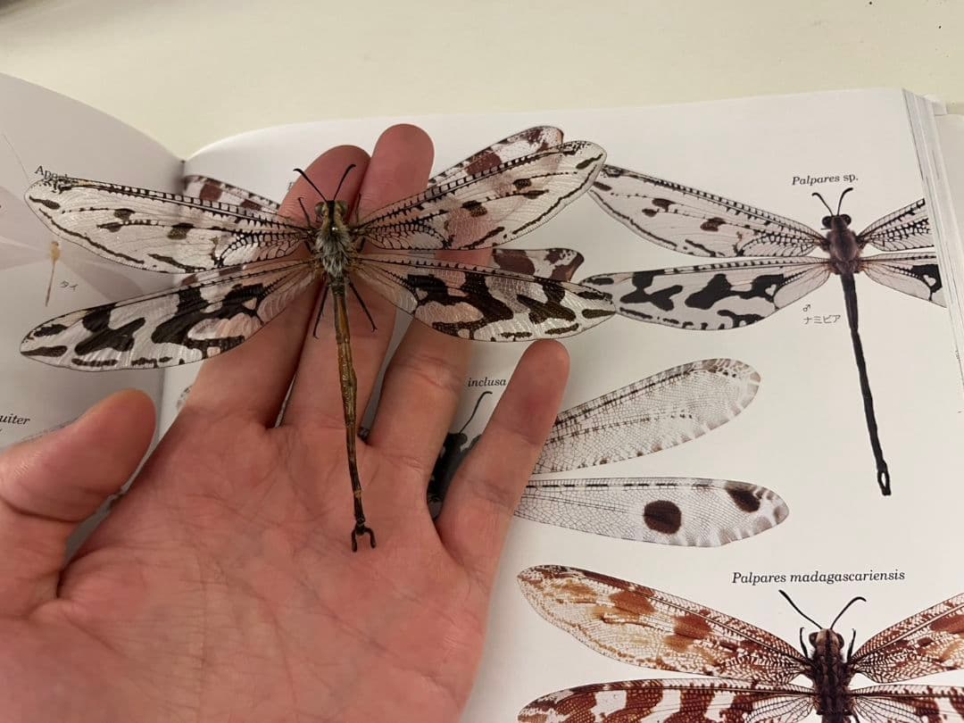 【蜻蛉最大種】Palpares sp.アミメカゲロウウスバカゲロウトンボゼミセミ