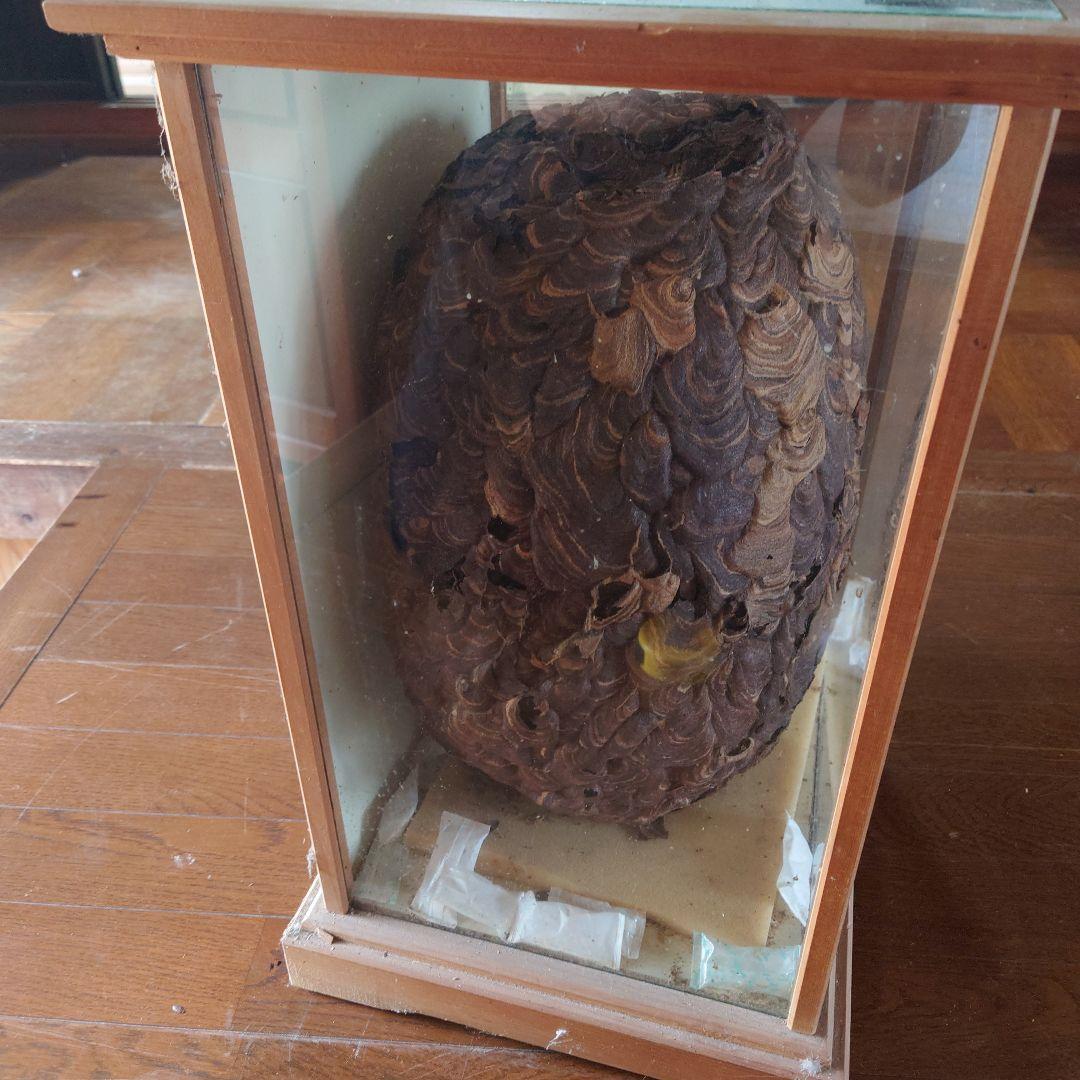 ハチの巣 ガラスケース入り