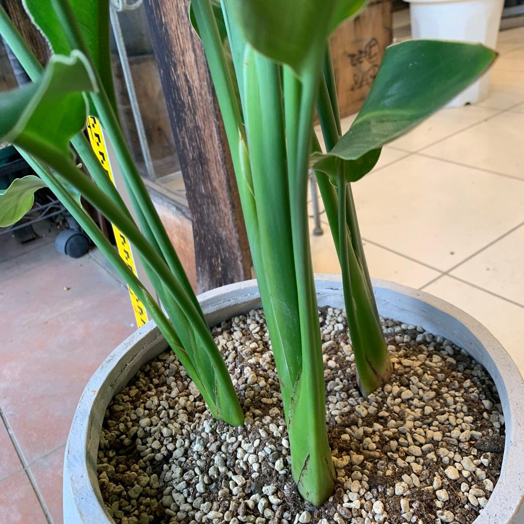 専用　鉢変更（12枚目）ストレリチア レギネ ファイバー鉢 お皿付き