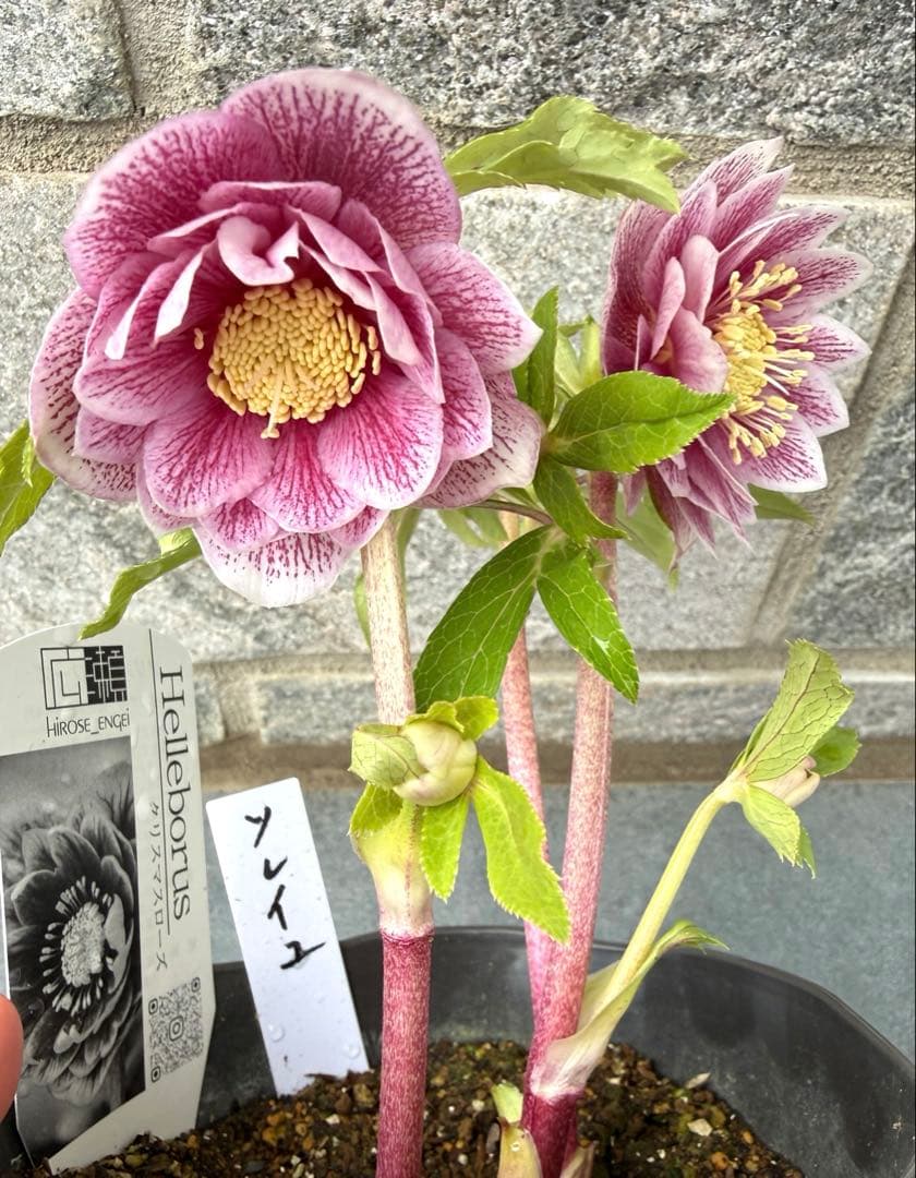 ラ*ち様 クリスマスローズ　広瀬園芸【ソレイユ】開花株