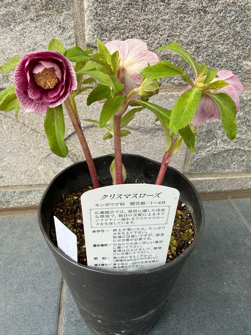 ラ*ち様 クリスマスローズ　広瀬園芸【ソレイユ】開花株