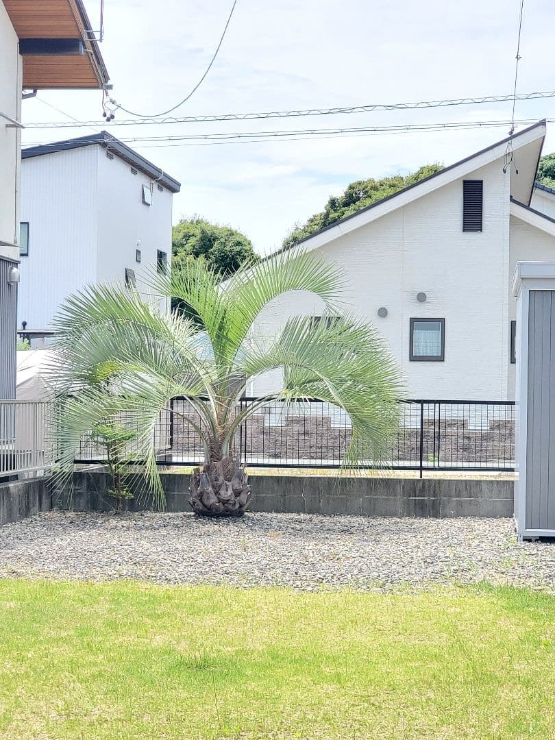 ココスやし 引き取り希望