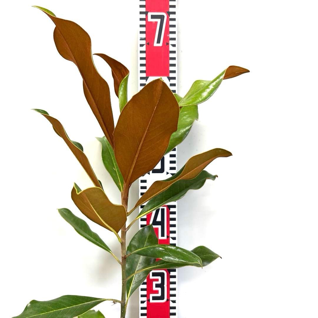 37.ケイパレス マグノリア 泰山木 タイサンボク 苗 苗木 小型品種