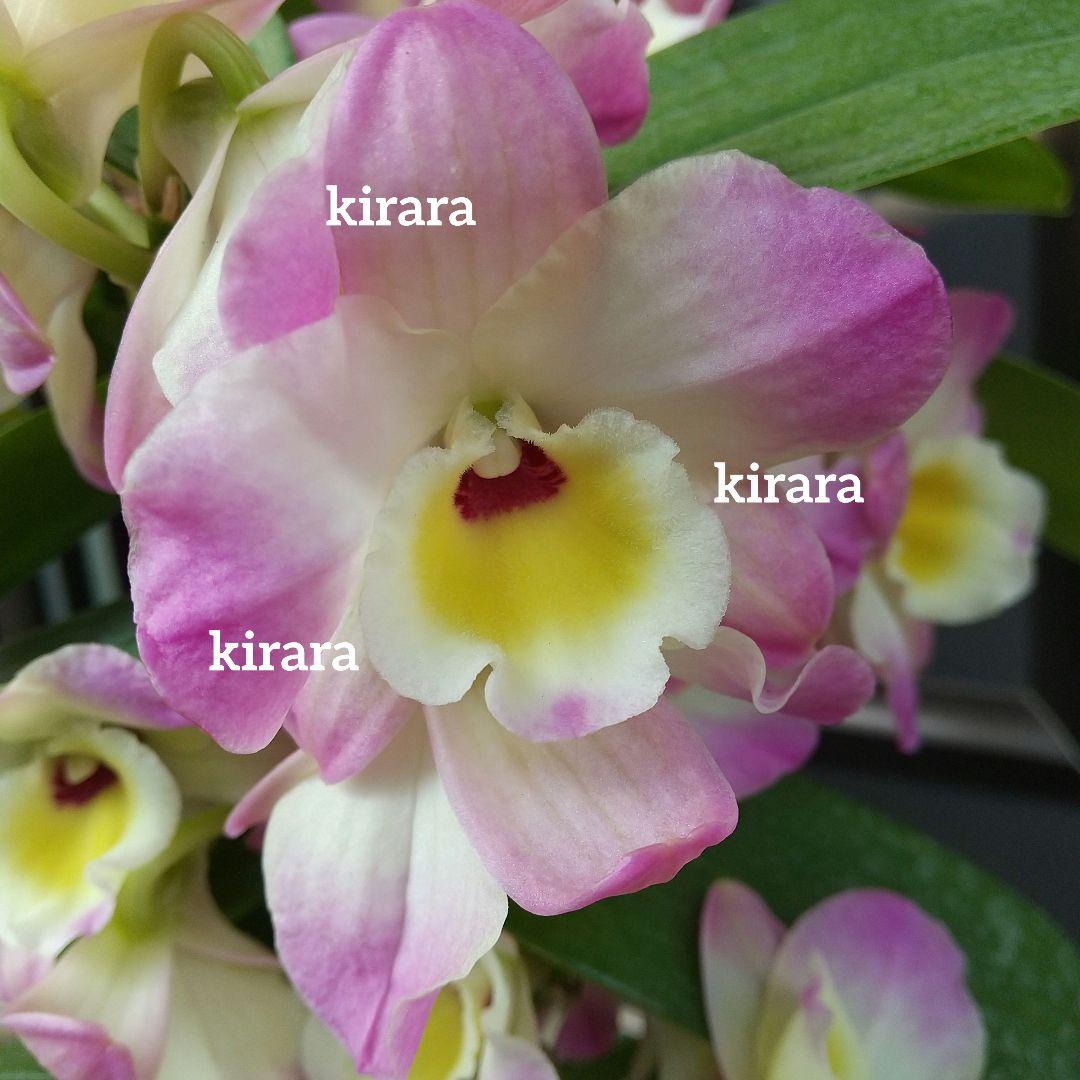 洋蘭 デンドロビウム【ムーンマーメイド】