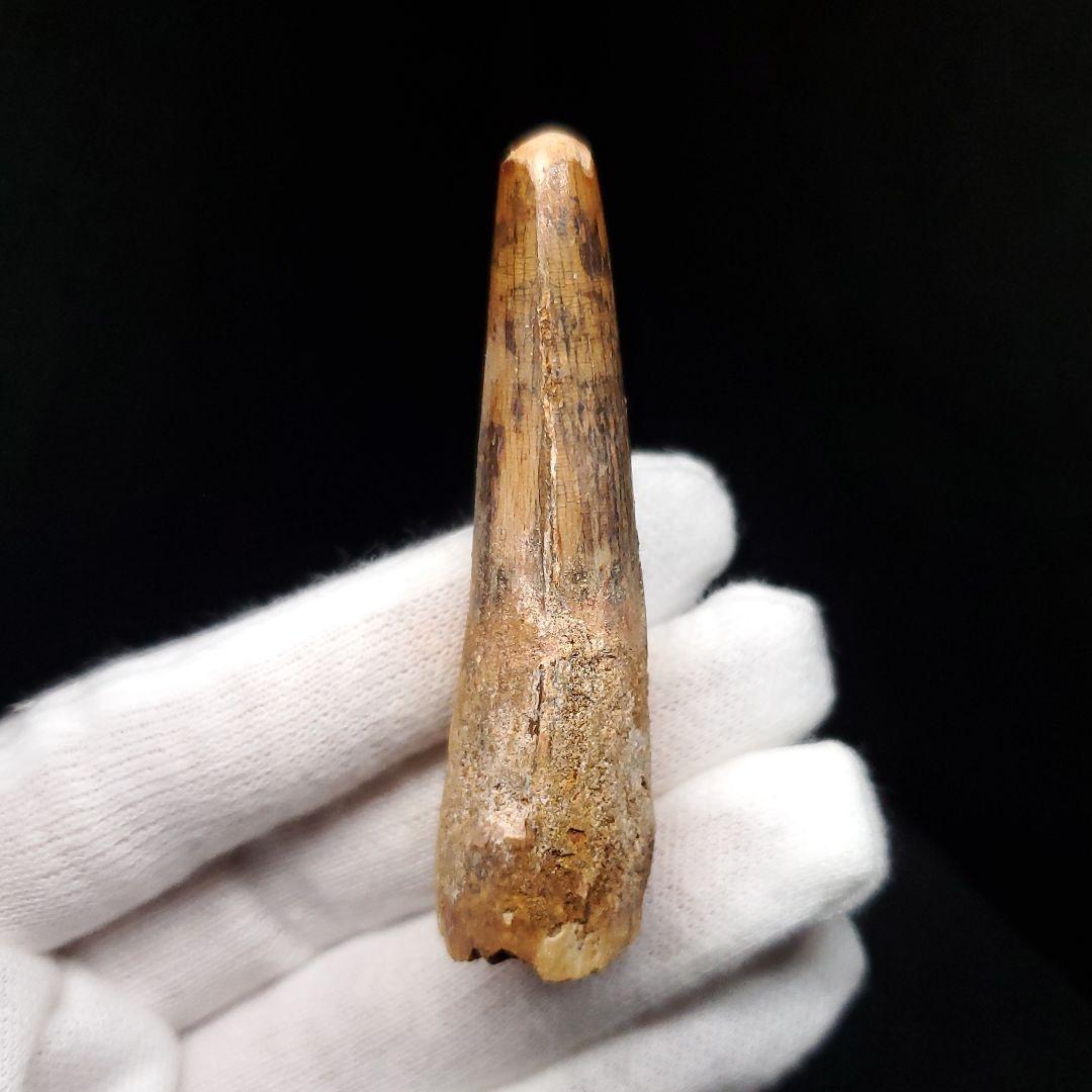 スピノサウルス 本物 モロッコ産 58.21mm sp463