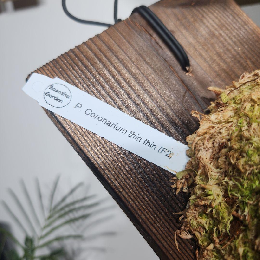 ビカクシダ P.Coronarium'Thin thin' F2