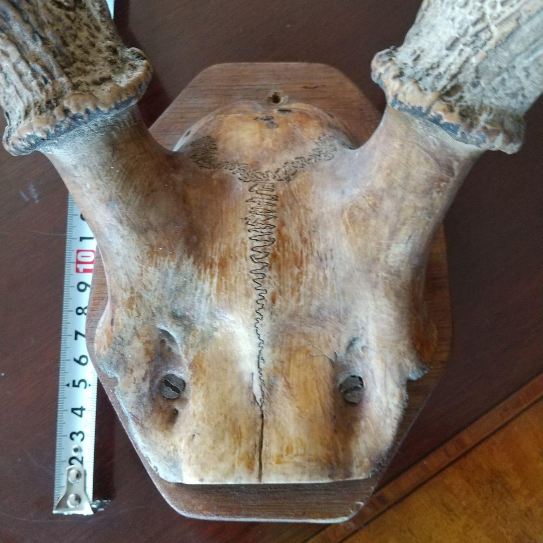 鹿の角 インテリア装飾 約60cm