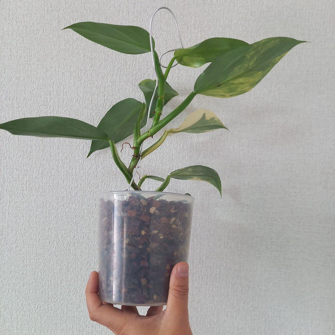 超希少 フィロデンドロン　シルバーソード斑入 (ハスタータム斑入)