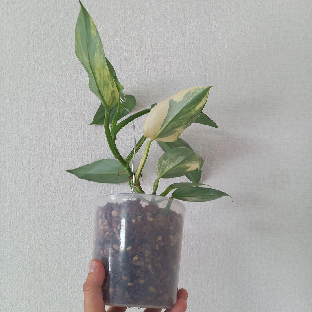 超希少 フィロデンドロン　シルバーソード斑入 (ハスタータム斑入)