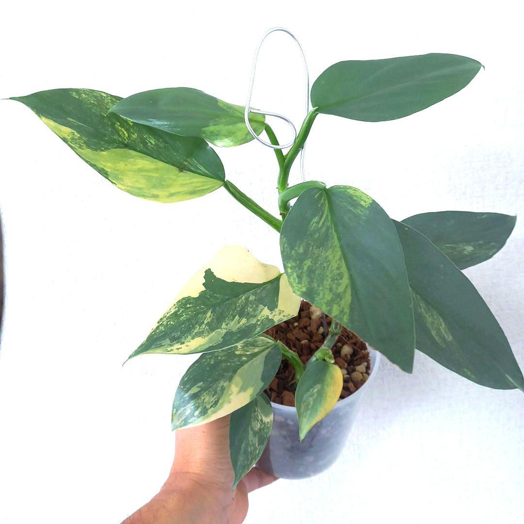 超希少 フィロデンドロン　シルバーソード斑入 (ハスタータム斑入)