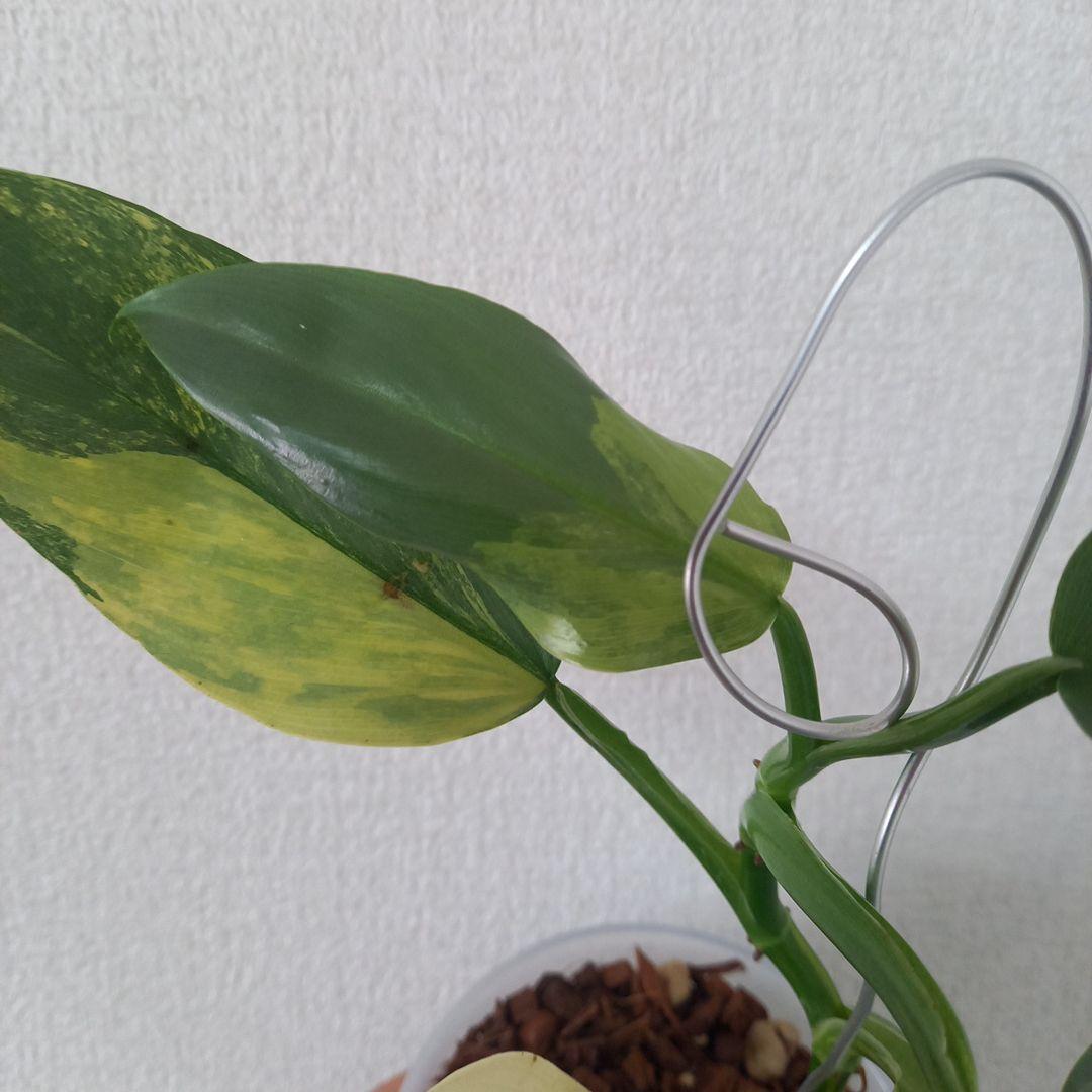 超希少 フィロデンドロン　シルバーソード斑入 (ハスタータム斑入)