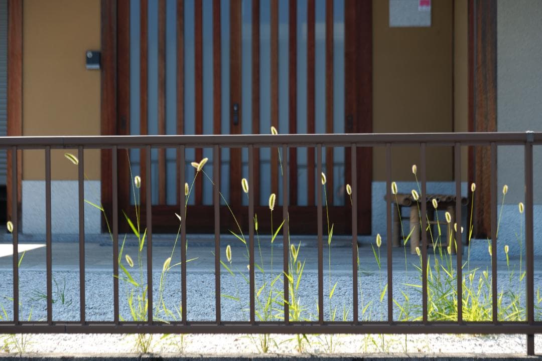 綺麗 Panasonic LUMIX S 24-105mm F4