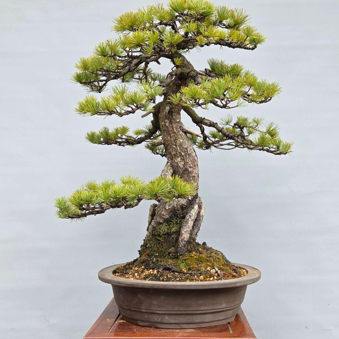 五葉松　[根上がり模様木]　大品盆栽