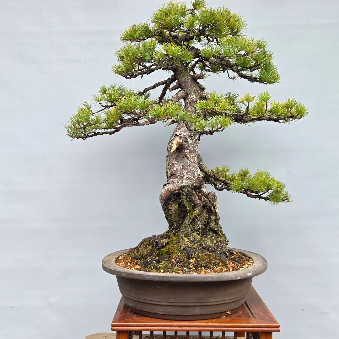 五葉松　[根上がり模様木]　大品盆栽