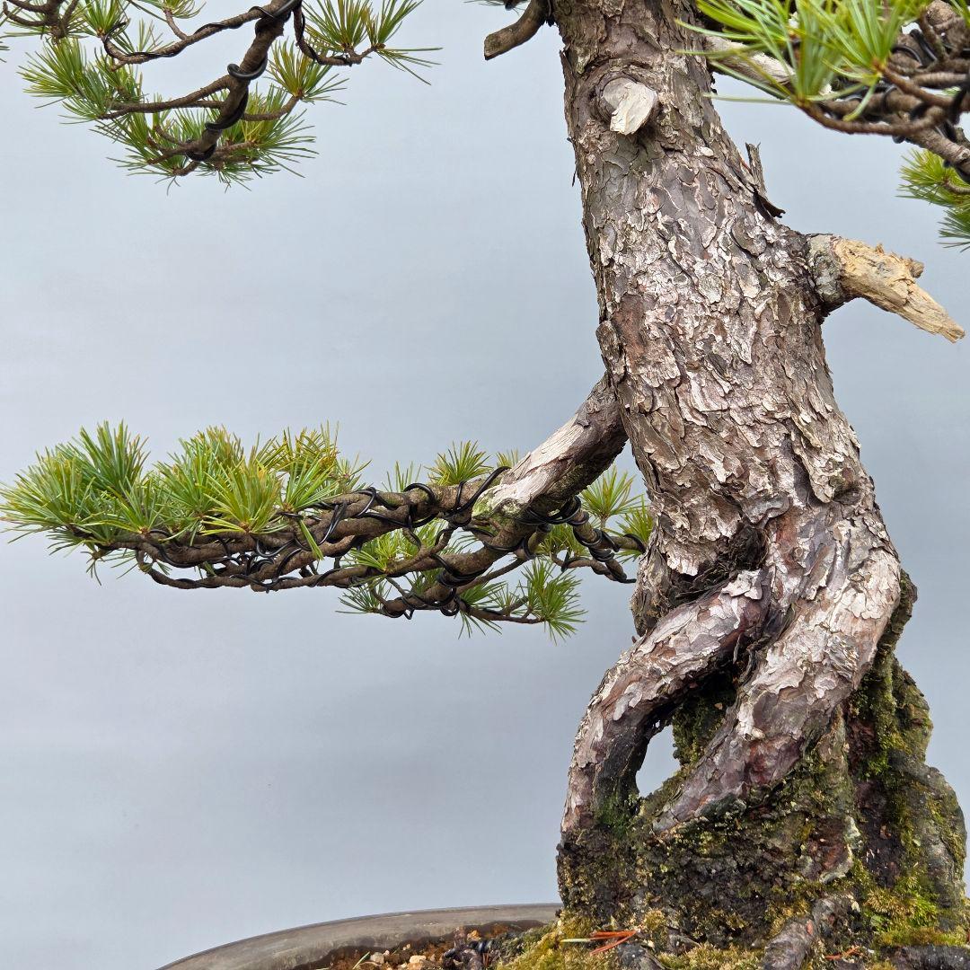 五葉松　[根上がり模様木]　大品盆栽