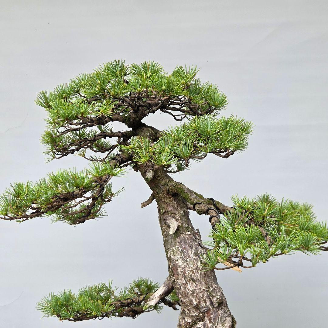 五葉松　[根上がり模様木]　大品盆栽