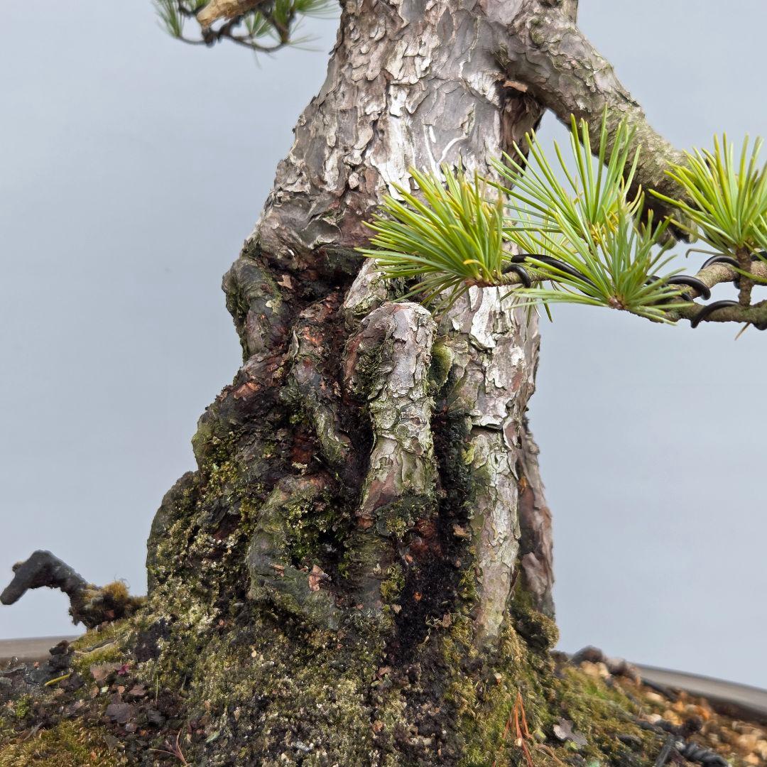 五葉松　[根上がり模様木]　大品盆栽