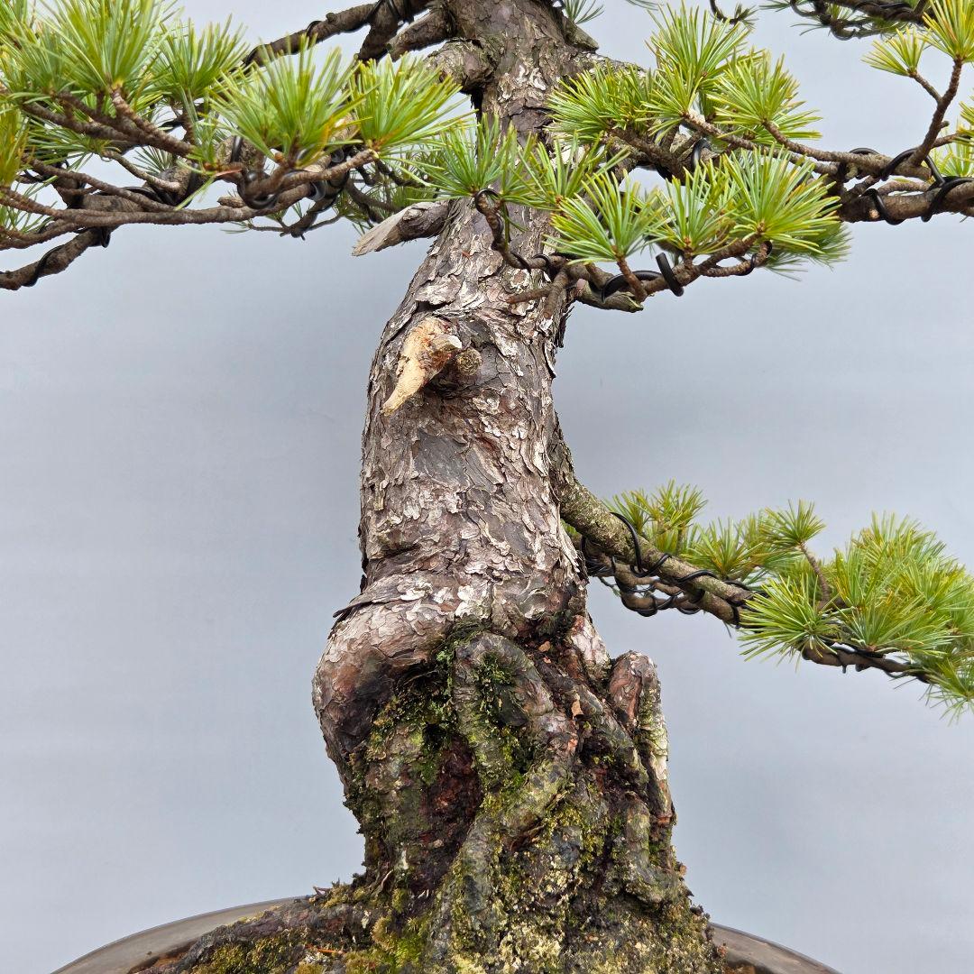 五葉松　[根上がり模様木]　大品盆栽