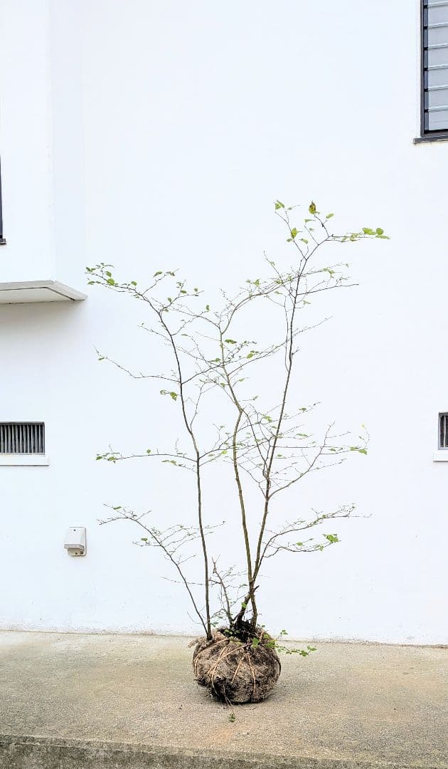 秀。。山採りアオハダ。