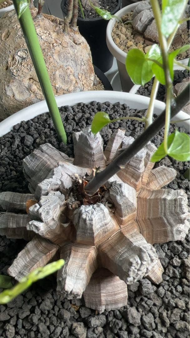 長谷川亀甲竜　ディオスコレア　エレファンティペス