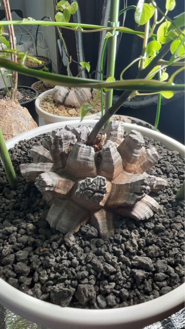 長谷川亀甲竜　ディオスコレア　エレファンティペス