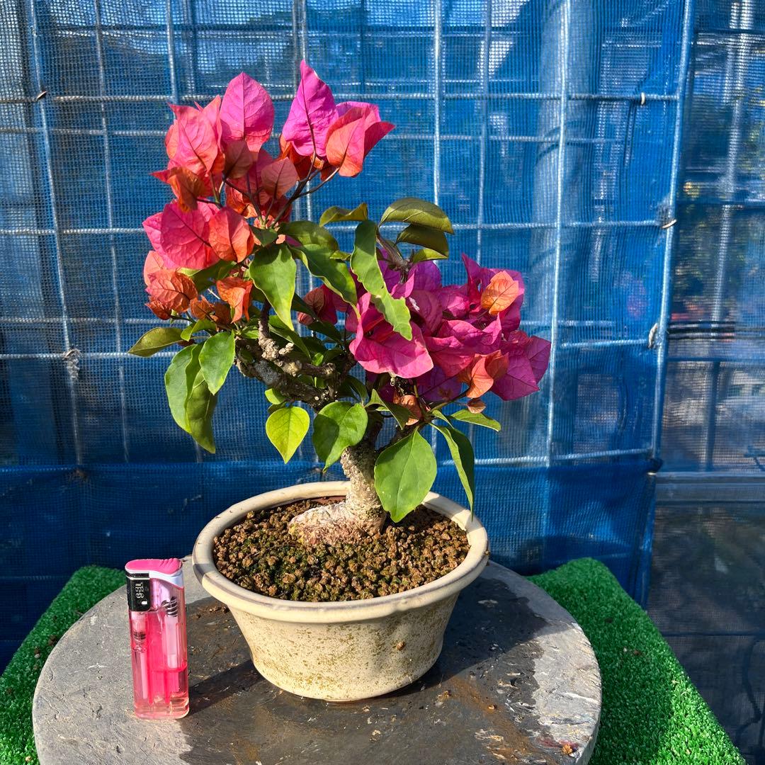 花鮮やか可愛いブーゲンビリア 盆栽 中型