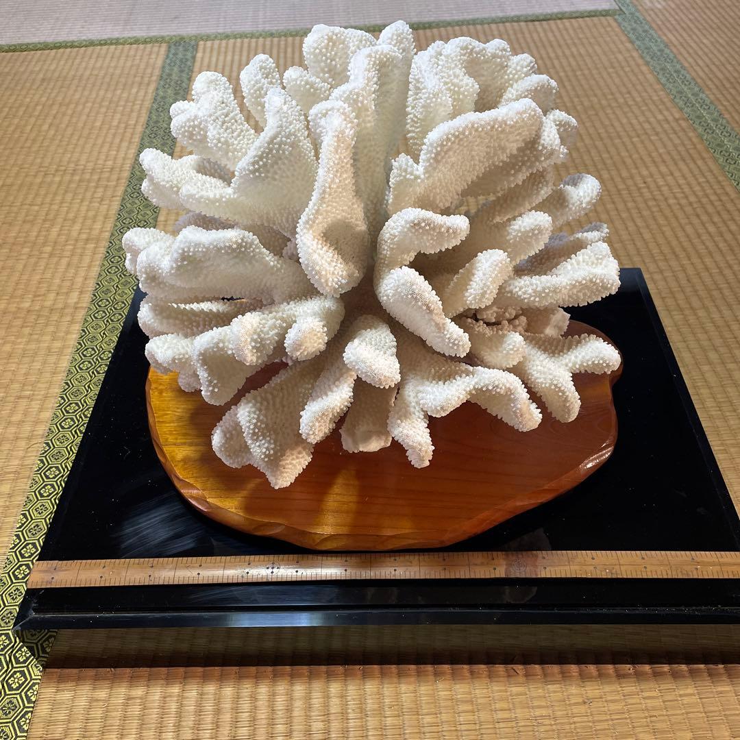 白珊瑚の置き物