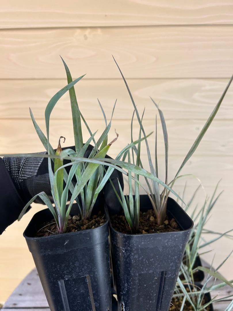 専用出品　耐寒性ユッカ　ロストラータ40株鉢植え発送