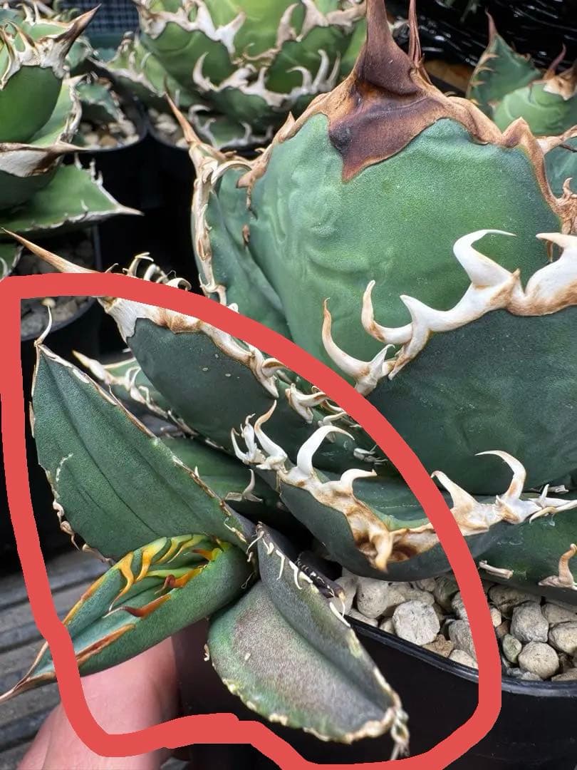 アガベ　オテロイ　実生　検】チタノタ