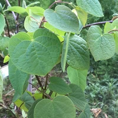 《現品》丸葉の木（マルバノキ）株立ち　樹高1.3ｍ（根鉢含まず）91【紅万作】