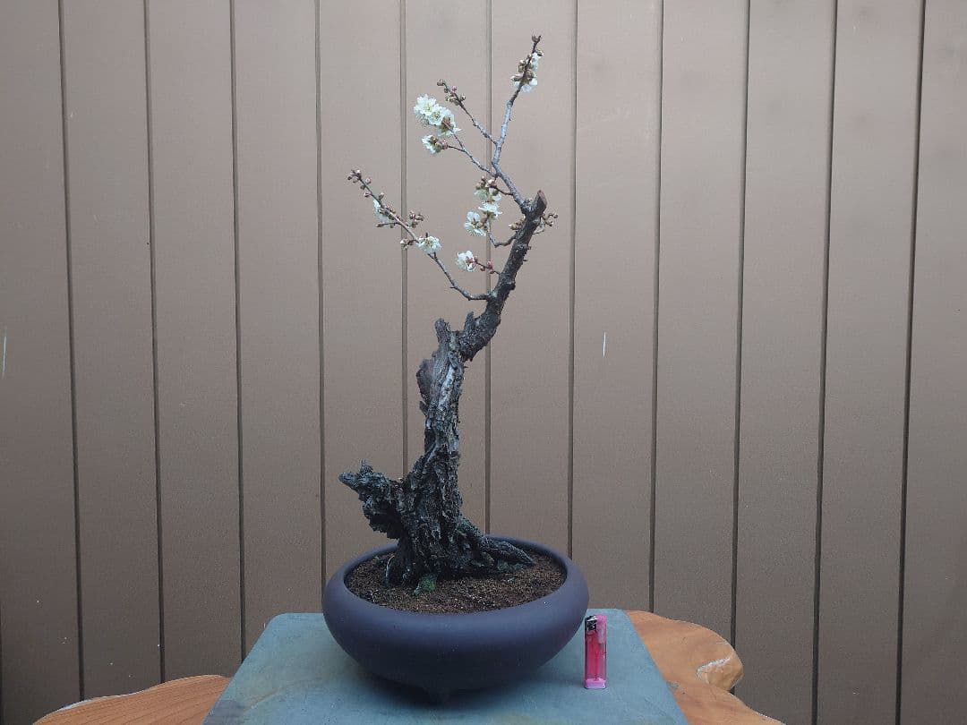 盆栽　野梅　樹高60cm