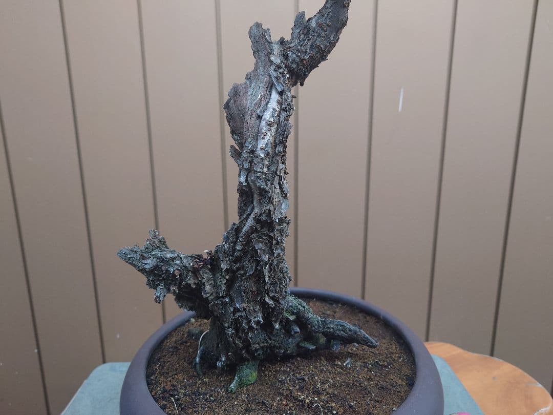 盆栽　野梅　樹高60cm