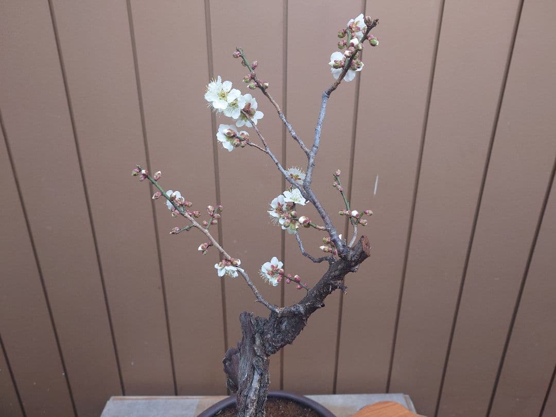 盆栽　野梅　樹高60cm