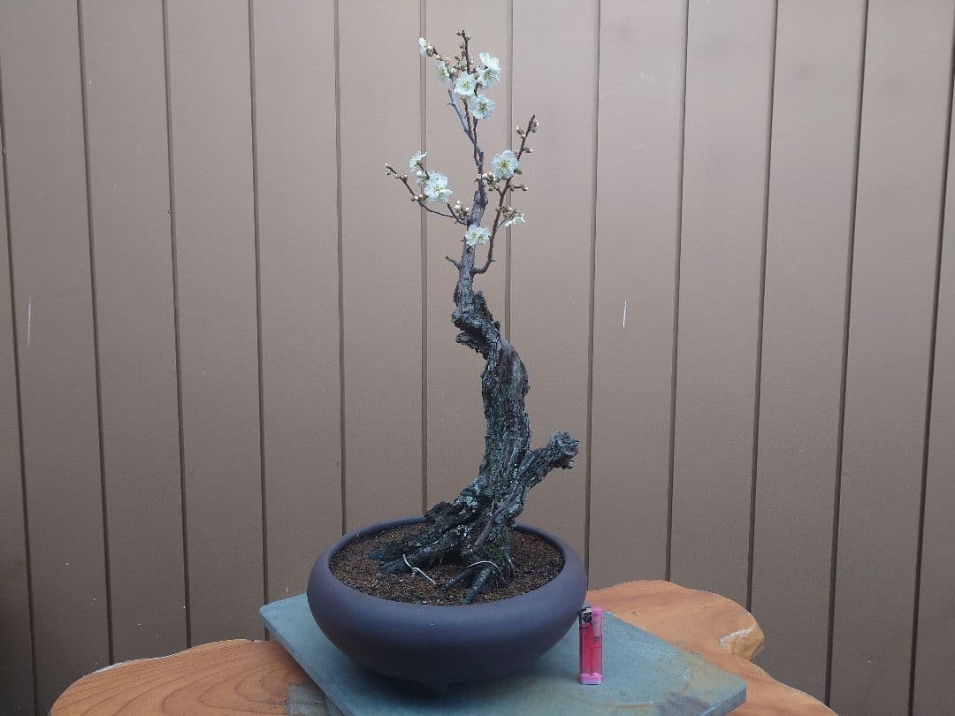 盆栽　野梅　樹高60cm