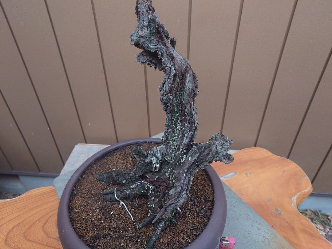 盆栽　野梅　樹高60cm