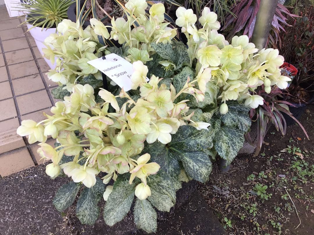 ① 定価の5000円引きでの販売‼︎ 5年物のクリスマスローズ・スノーフィーバー